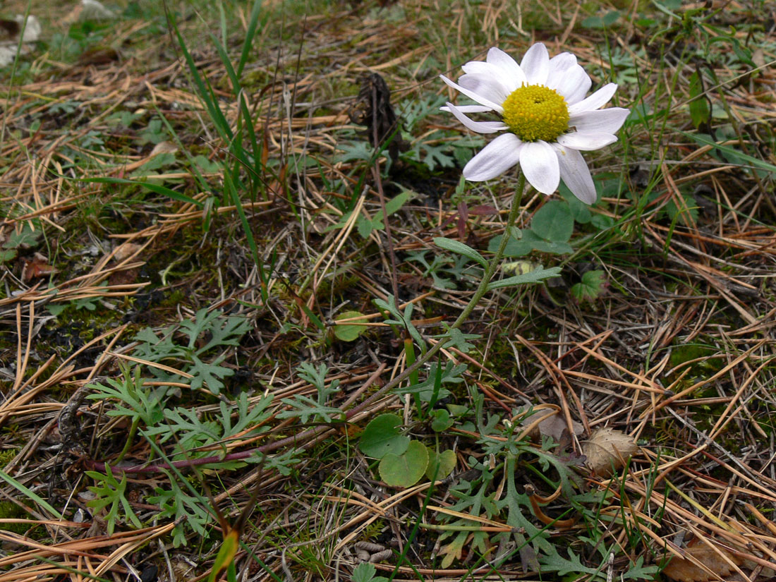 Изображение особи Chrysanthemum zawadskii.