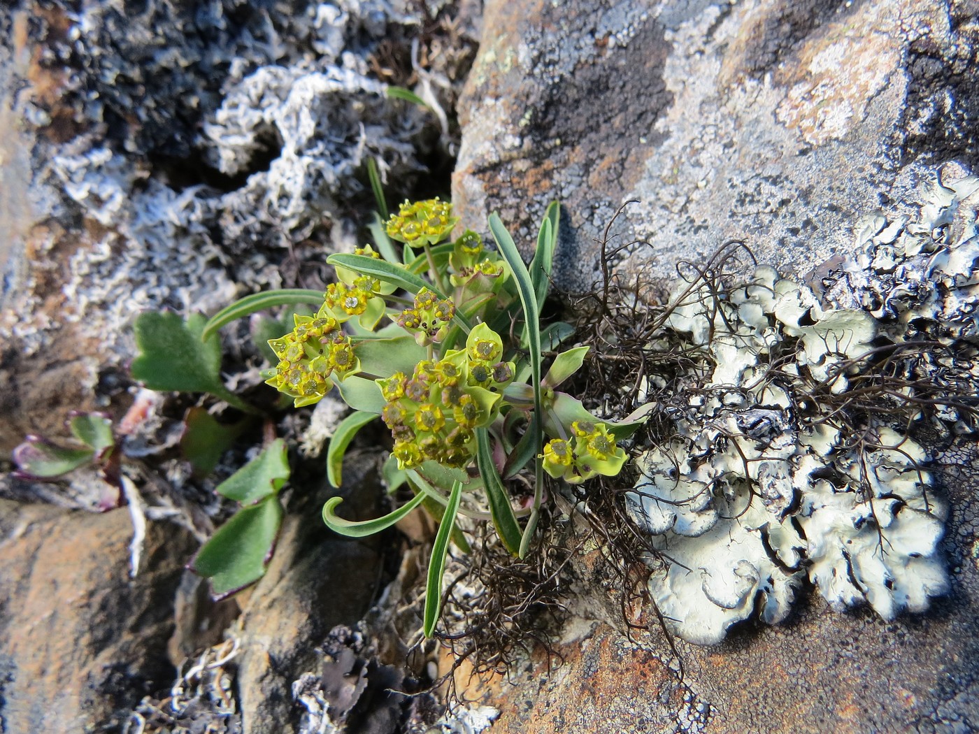 Изображение особи Bupleurum triradiatum.