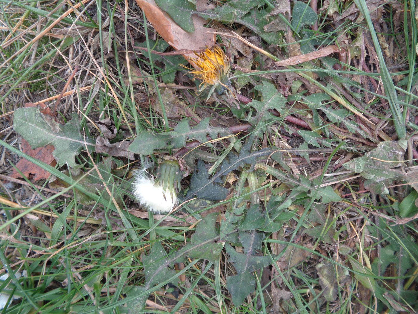 Image of genus Taraxacum specimen.
