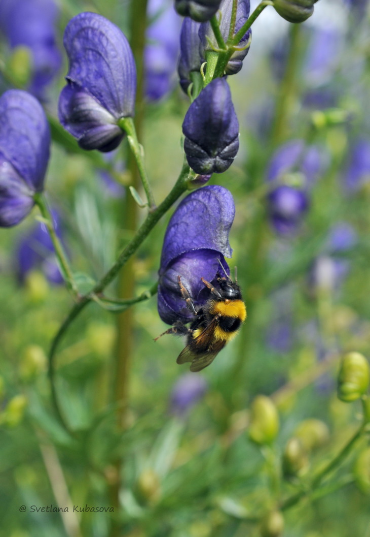 Изображение особи Aconitum &times; stoerkianum.