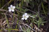 Gypsophila sericea. Цветущее и плодоносящее растение. Цветок слева с тремя рыльцами. Республика Алтай, Кош-Агачский р-н, Северо-Чуйский хребет, долина р. Актру, нижняя часть поросшего лиственницей склона юго-восточной экспозиции. 14.08.2018.