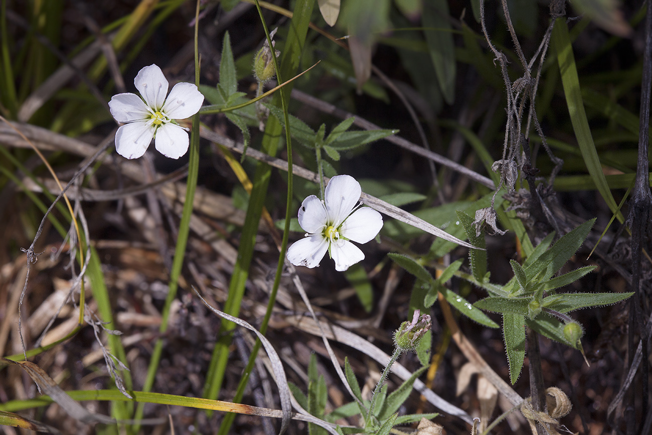 Image of Gypsophila sericea specimen.