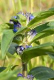 Gentiana cruciata. Верхушка цветущего побега. Ленинградская обл., Ломоносовский р-н, окр. дер. Глядино, разнотравно-злаковый суходольный луг на известняке. 22.07.2018.