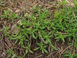 Helianthemum canum. Куртинка отплодоносивших растений. Украина, Тернопольская обл., Кременецкий р-н, национальный парк \"Кременецкие горы\", скальное обнажение. 26 июня 2010 г.