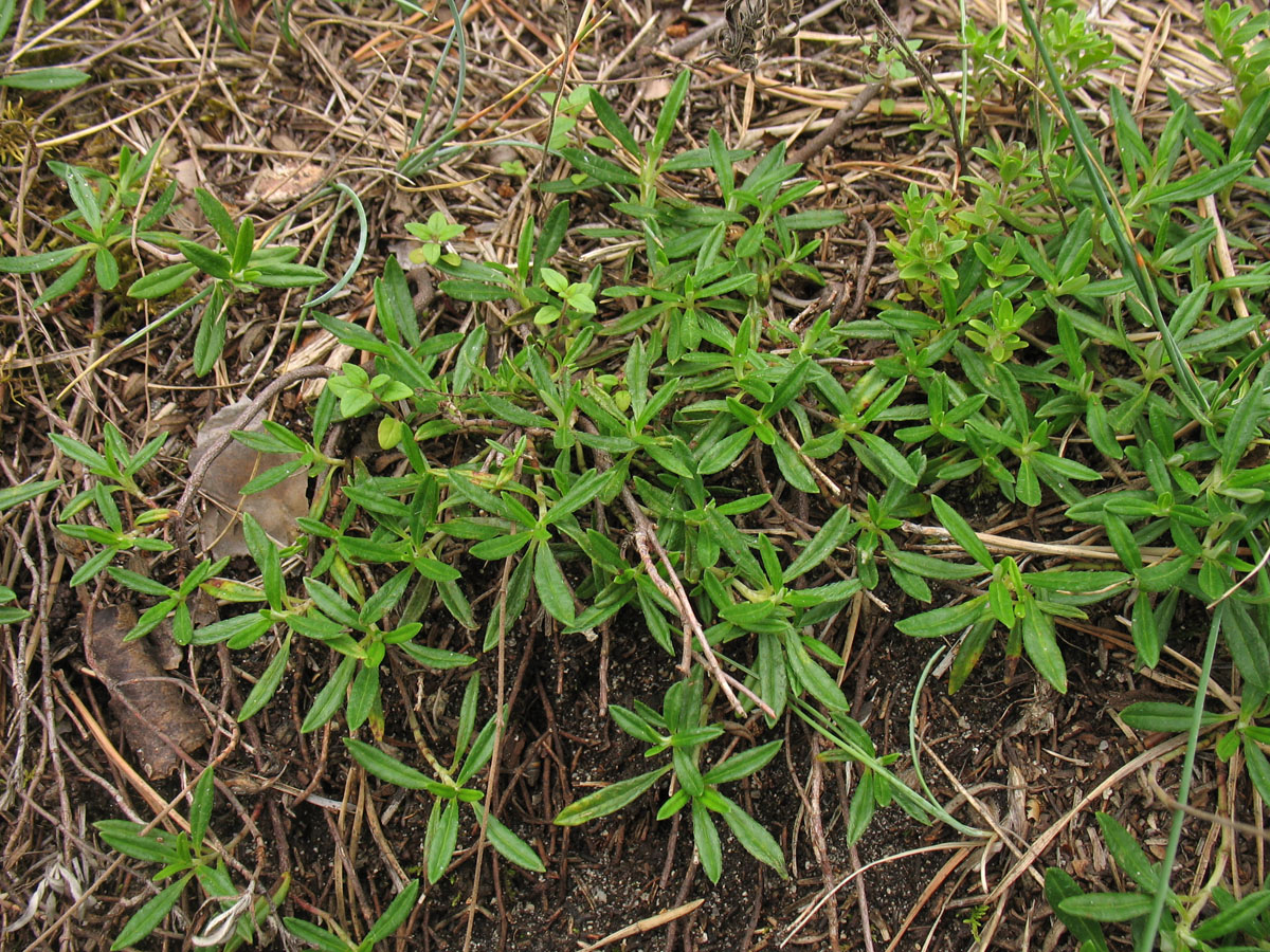 Image of Helianthemum canum specimen.