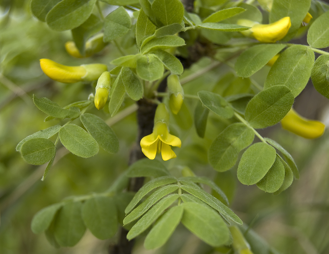 Image of Caragana arborescens specimen.