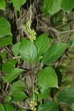 Schisandra chinensis. Верхняя часть побега с незрелыми плодами. Краснодарский край, г. Сочи, Лазаревский р-н, сан. \"Белые Ночи\", в культуре. 08.08.2018.