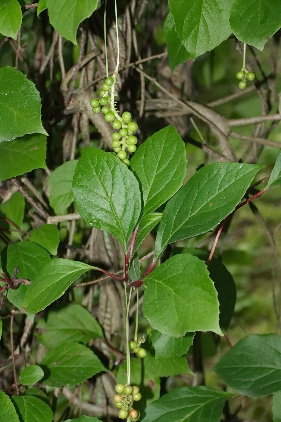 Image of Schisandra chinensis specimen.