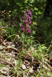 Orchis mascula