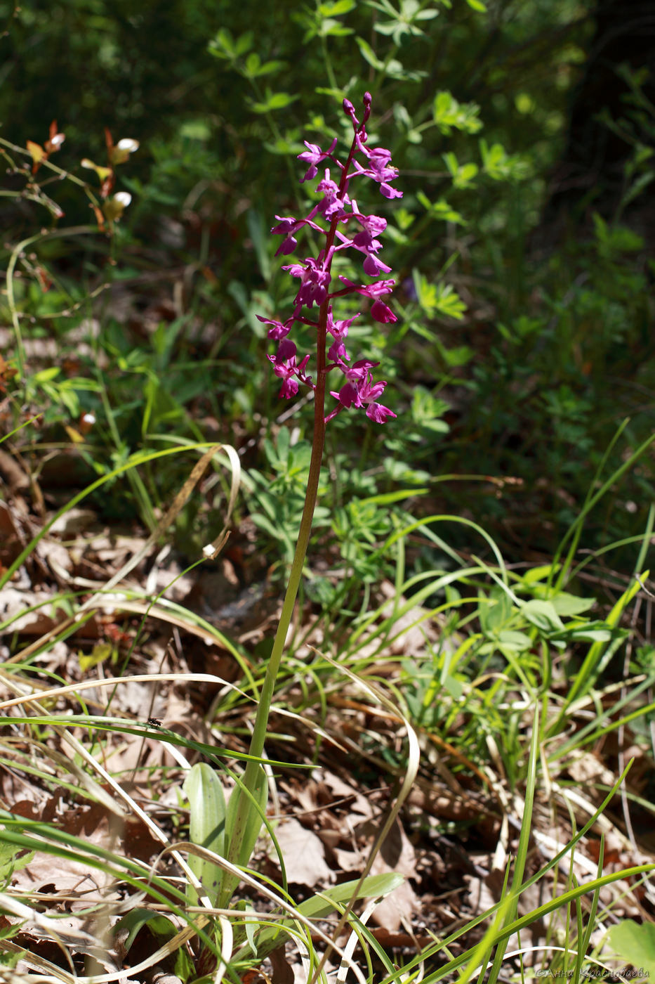 Изображение особи Orchis mascula.