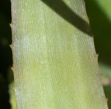 Image of taxon representative. Author is Татьяна Мальчинская