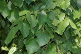 genus Tilia