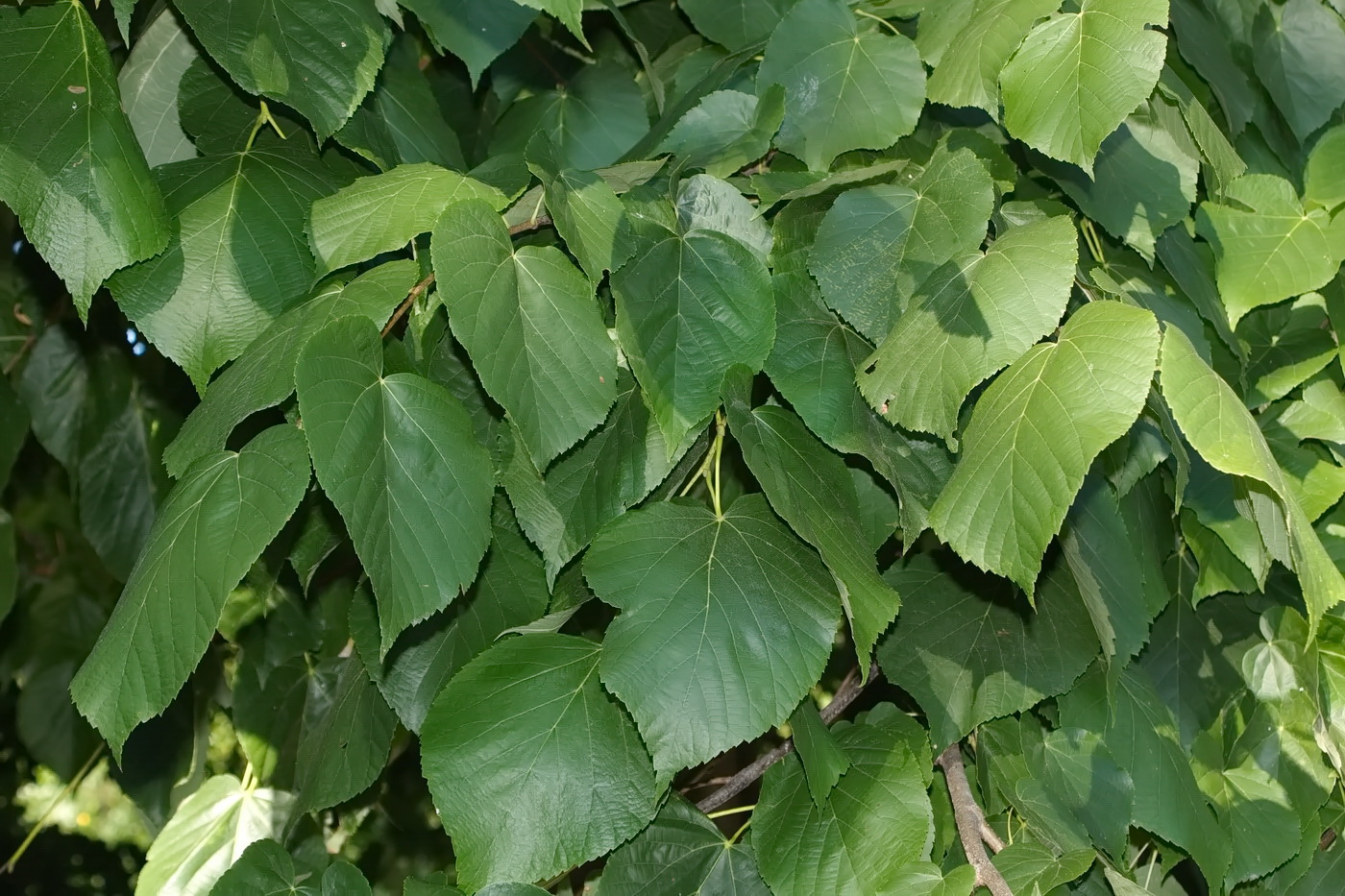 Image of genus Tilia specimen.