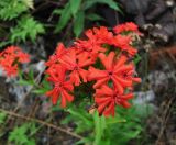 Lychnis chalcedonica. Соцветие. Архангельская обл., Вельский р-н, окр. пос. Усть-Шоноша, свалка. 27.07.2013.