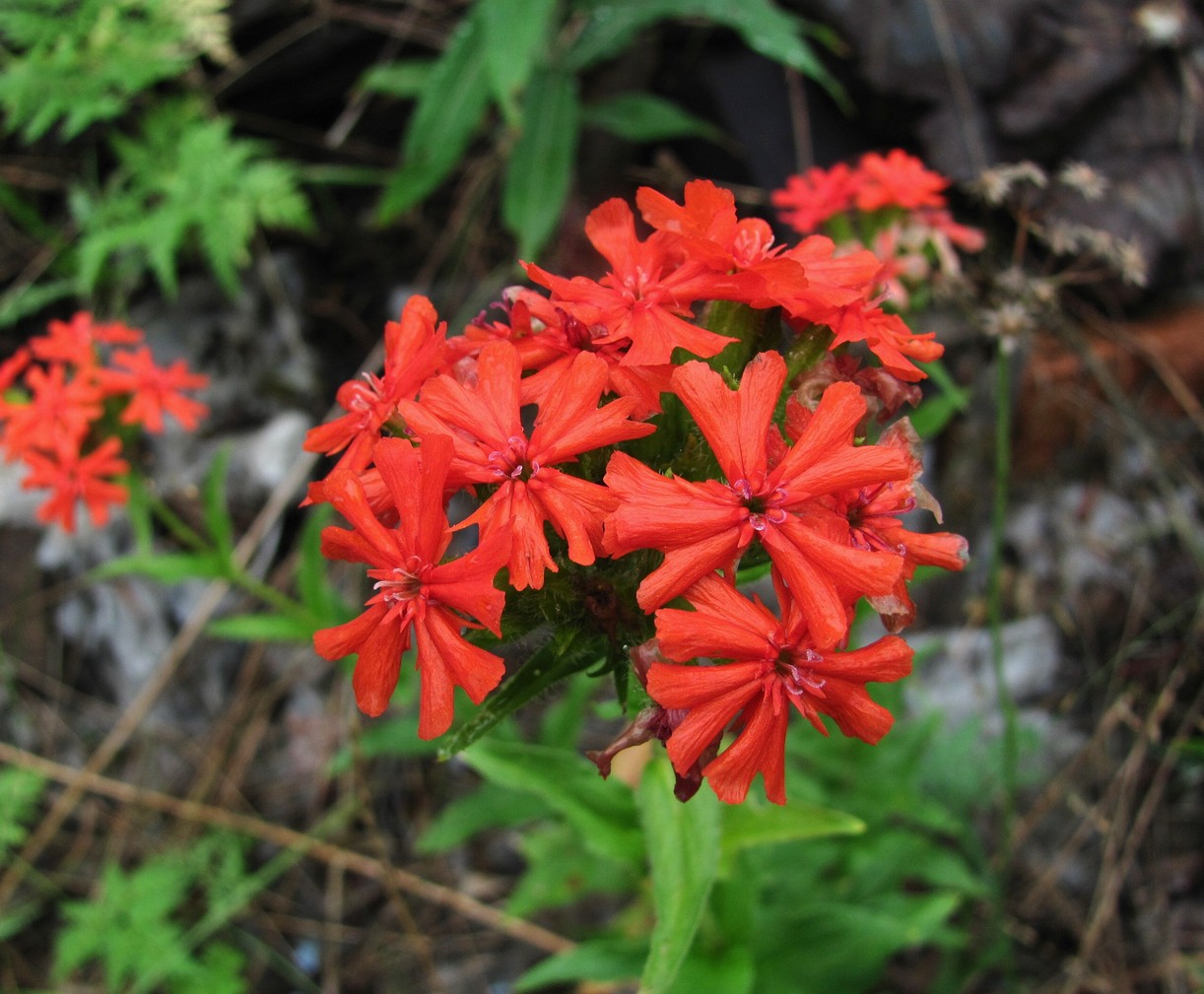 Изображение особи Lychnis chalcedonica.