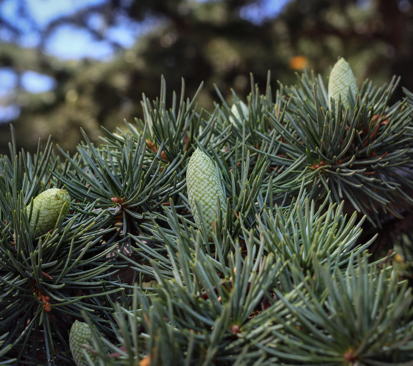 Image of Cedrus atlantica specimen.