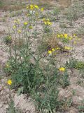 Sonchus arvensis подвид uliginosus. Цветущие растения. Крым, известняковые холмы в окр. с. Верхнесадовое. 30 июня 2010 г.