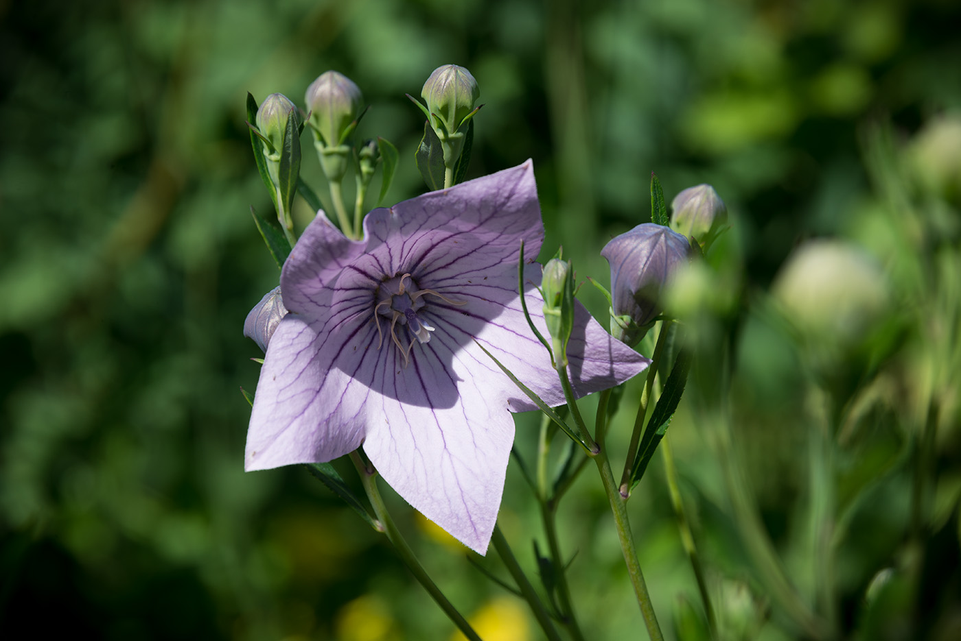 Image of Platycodon grandiflorus specimen.