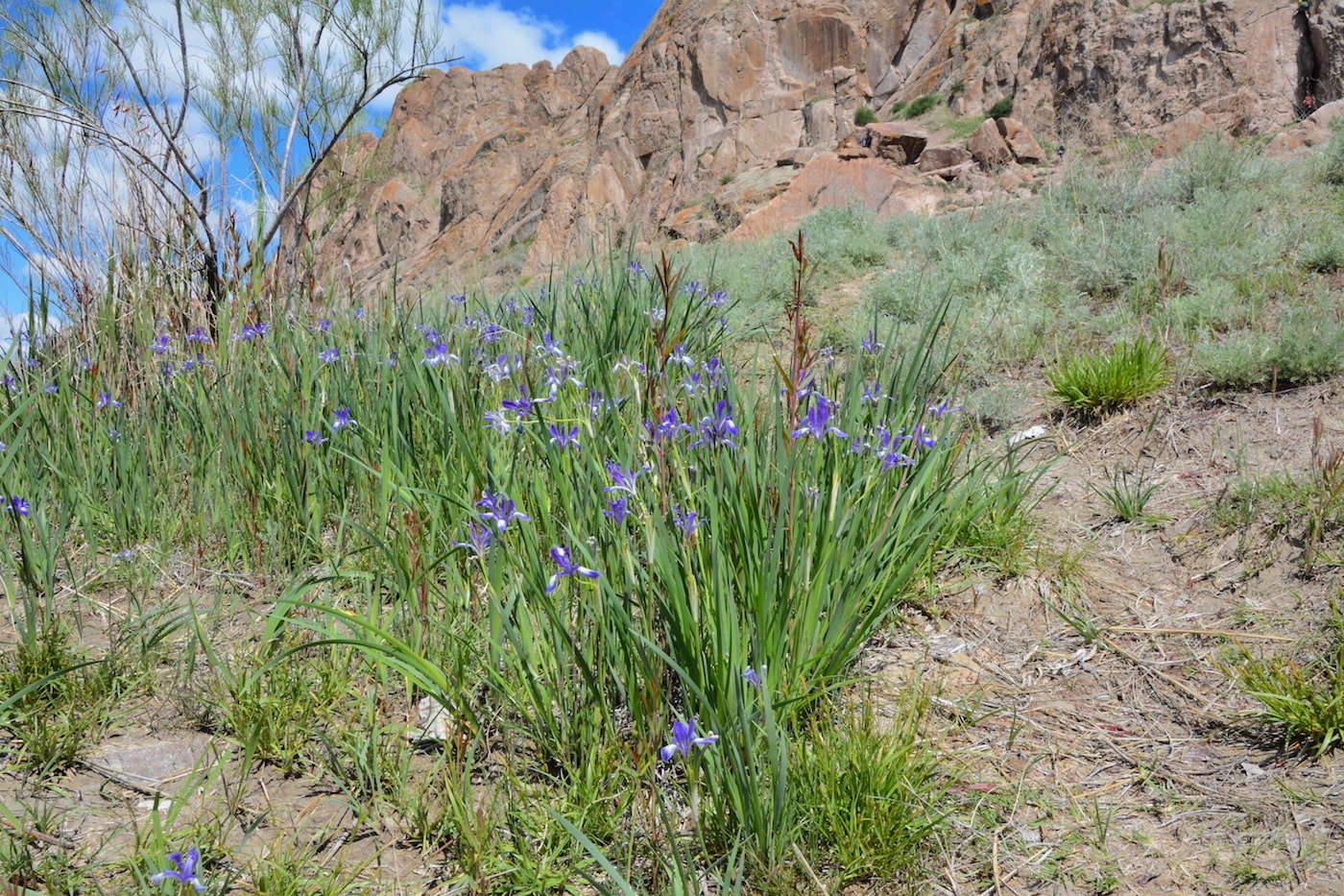 Image of Iris pallasii specimen.