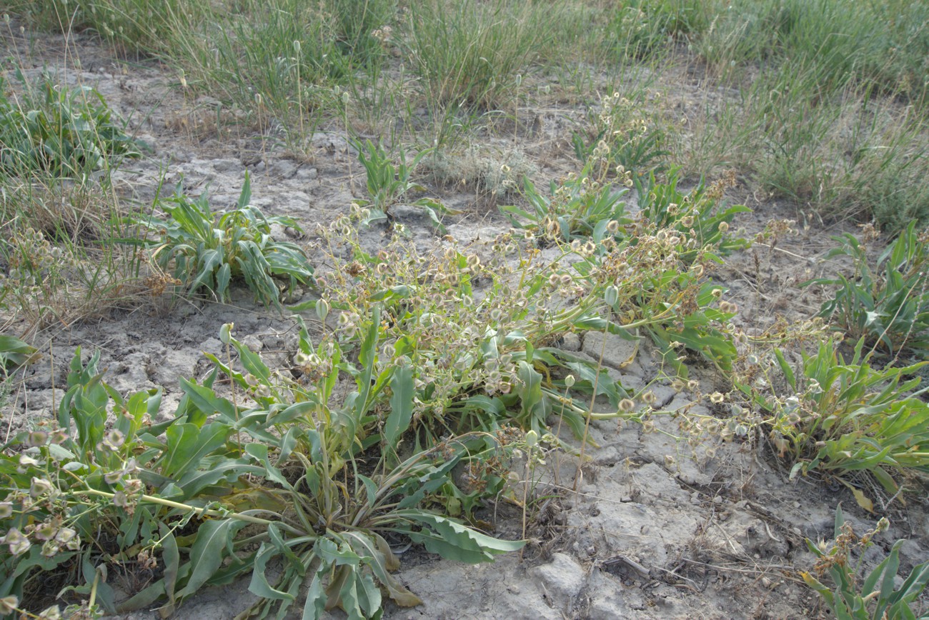 Изображение особи Rindera tetraspis.