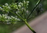 Chaerophyllum prescottii