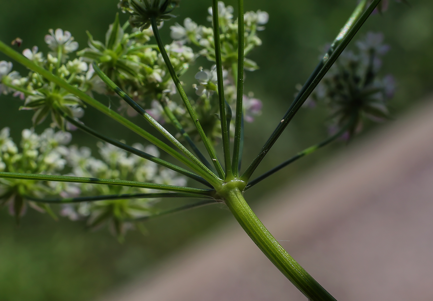 Изображение особи Chaerophyllum prescottii.