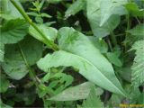 Bistorta officinalis. Часть стебля с листом. Украина, Ивано-Франковская обл., Украинские Карпаты, хребет Черногора, 1700 м н.у.м., берег оз. Несамовитое, субальпийский луг. 27 июня 2019 г.