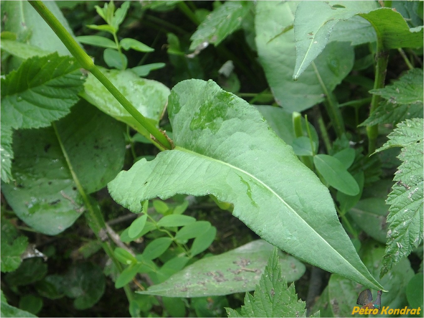 Image of Bistorta officinalis specimen.