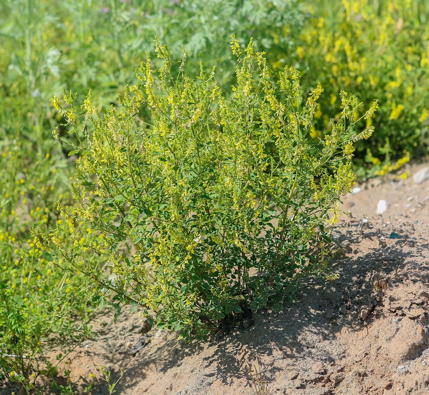 Изображение особи Melilotus officinalis.