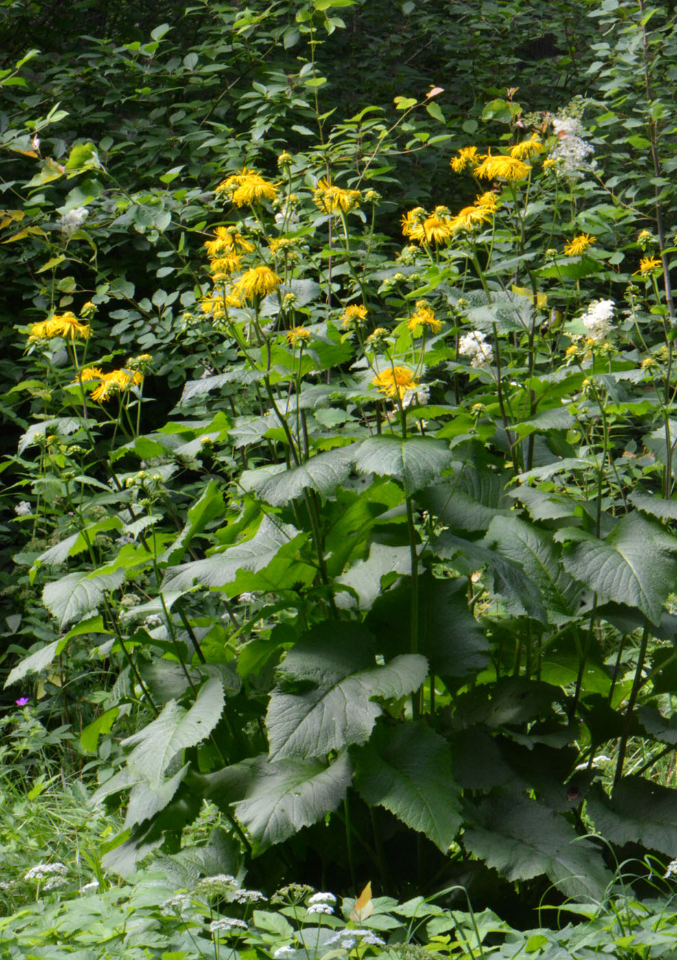 Изображение особи Telekia speciosa.