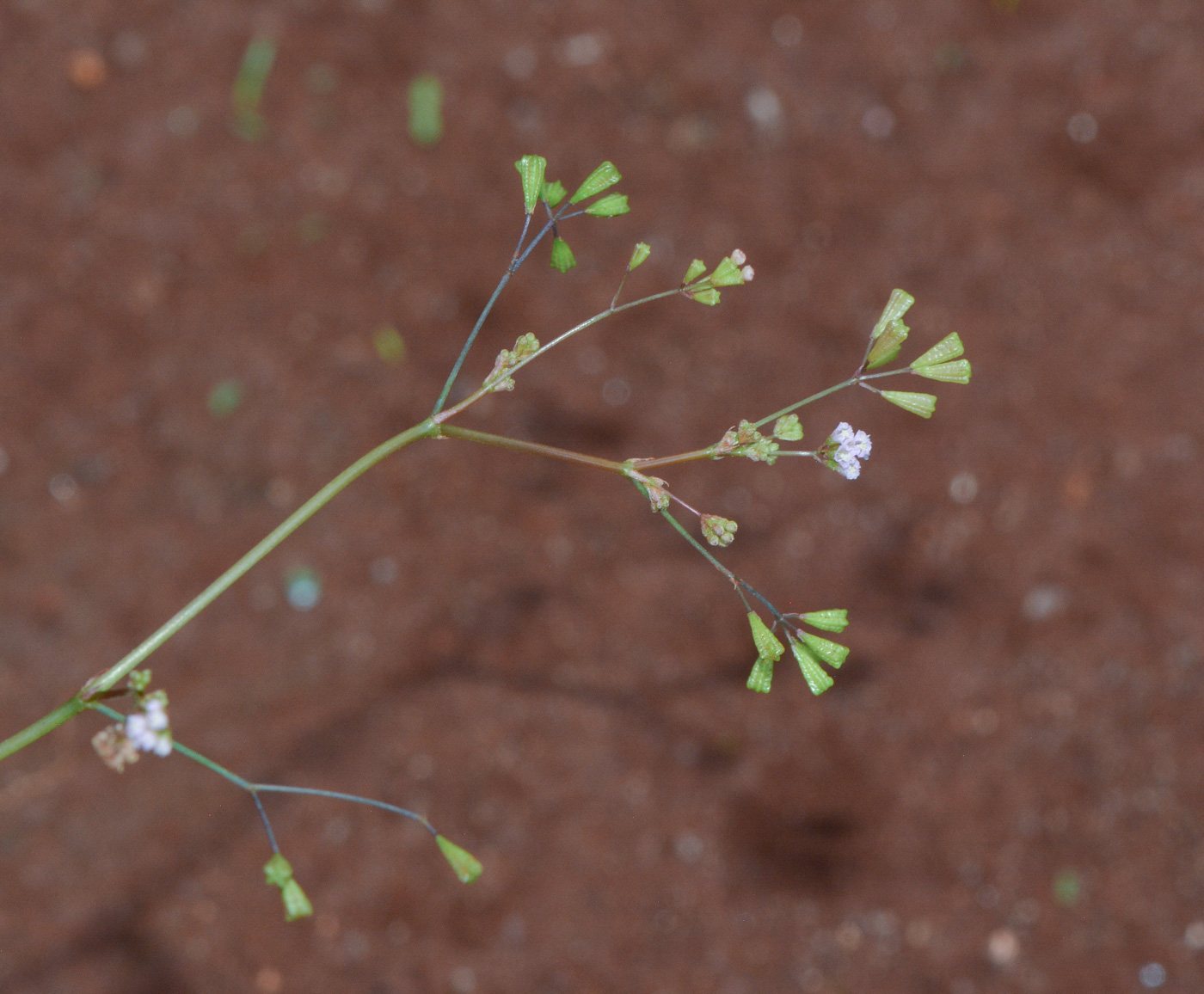 Image of Boerhavia erecta specimen.