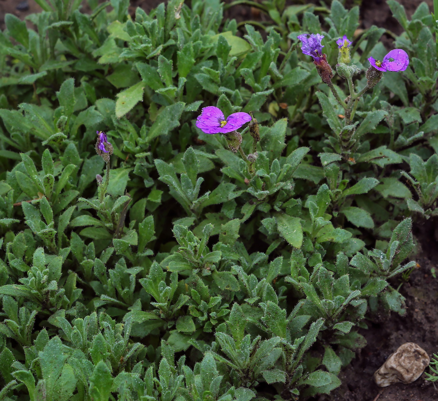 Image of Aubrieta &times; cultorum specimen.