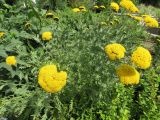 Achillea filipendulina. Цветущее растение. Волгоград, Ботсад ВГСПУ, в культуре. 24.07.2019.