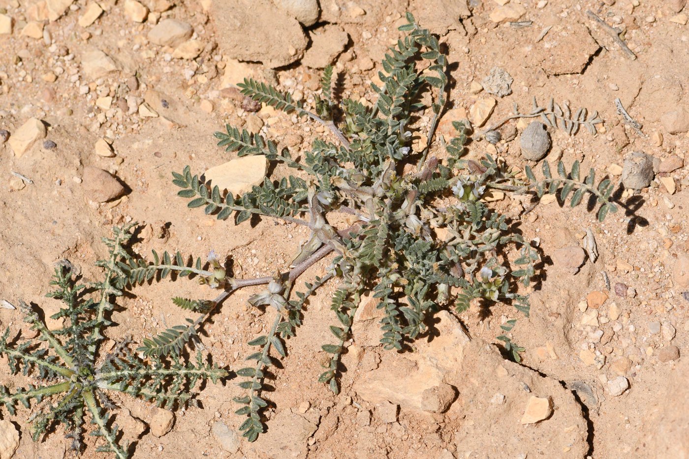 Изображение особи Astragalus tribuloides.