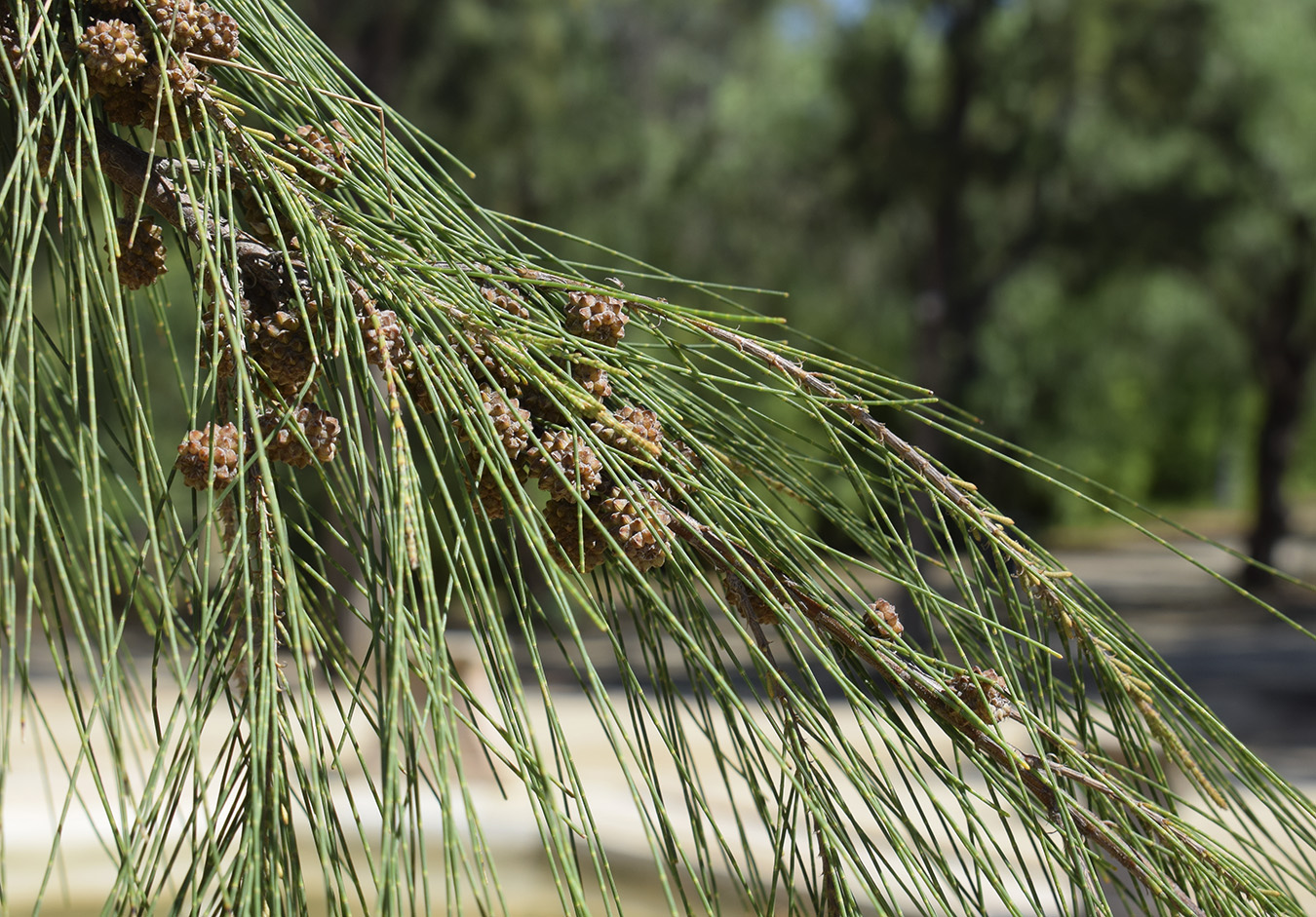 Image of Casuarina equisetifolia specimen.