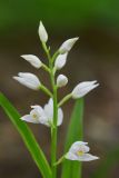 Cephalanthera longifolia