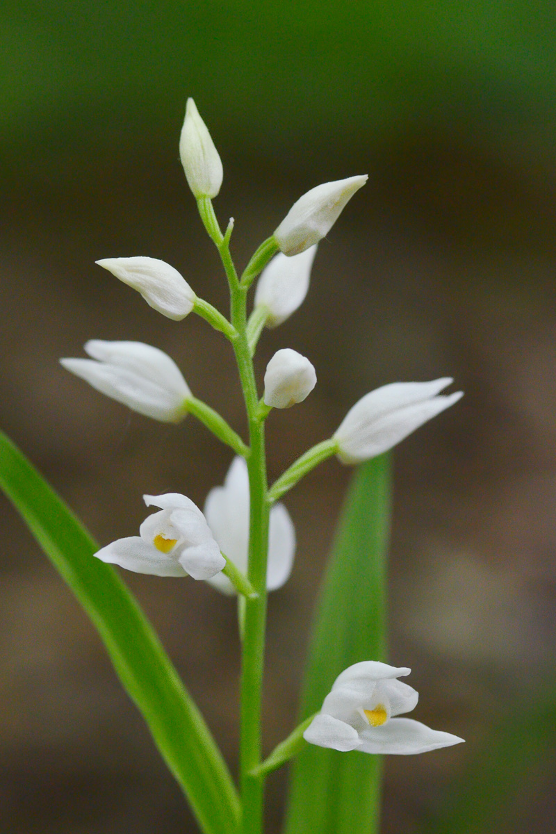 Изображение особи Cephalanthera longifolia.