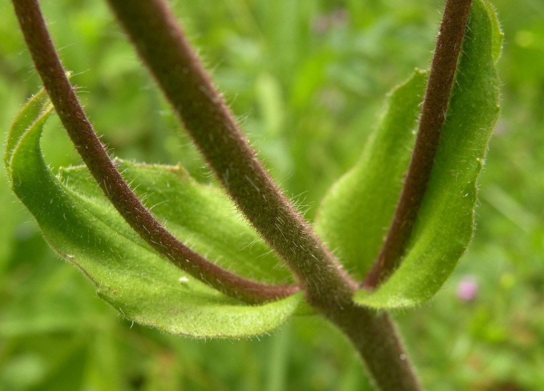 Image of Arnica montana specimen.