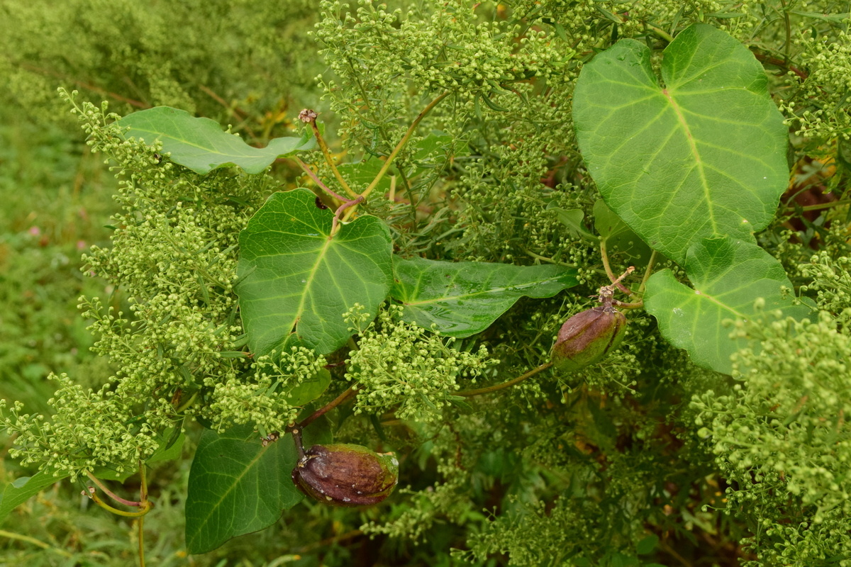 Image of Metaplexis japonica specimen.