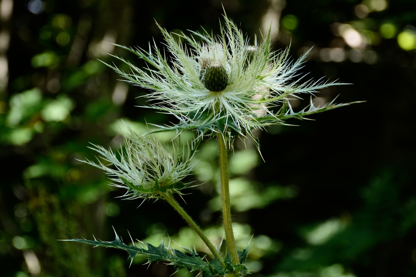 Image of Cirsium obvallatum specimen.