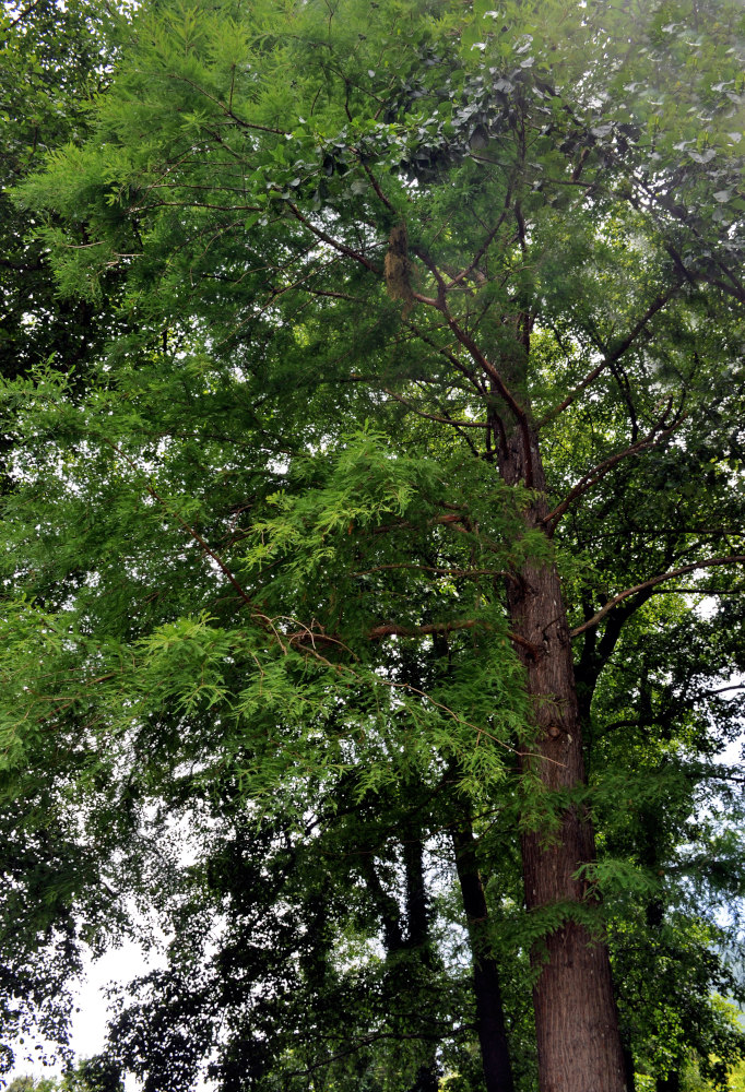 Image of Taxodium distichum specimen.