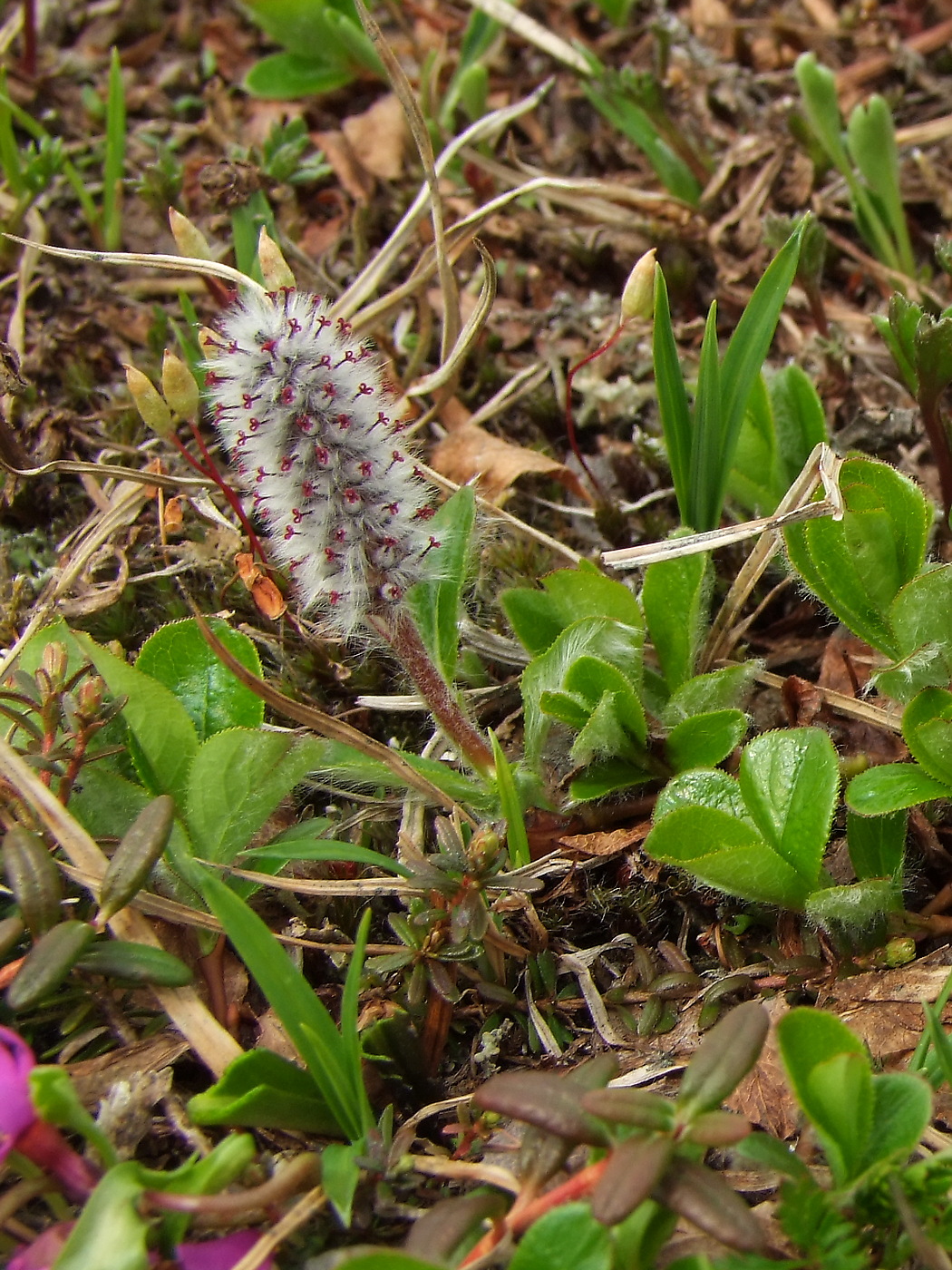 Изображение особи Salix chamissonis.