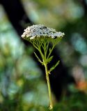 genus Achillea. Верхушка побега с соцветием и кормящимся жуком. Сербия, национальный парк Тара, плоскогорье Равна Тара, опушка смешанного леса на краю обрыва. 08.07.2019.