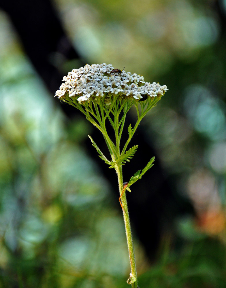 Изображение особи род Achillea.