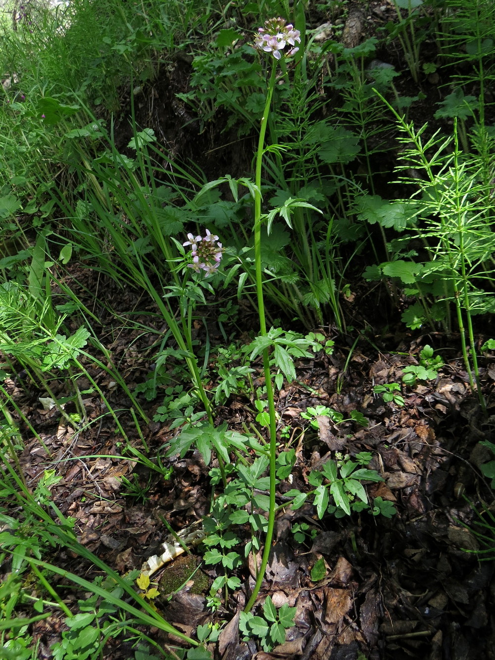 Изображение особи Cardamine densiflora.