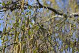 Betula pendula