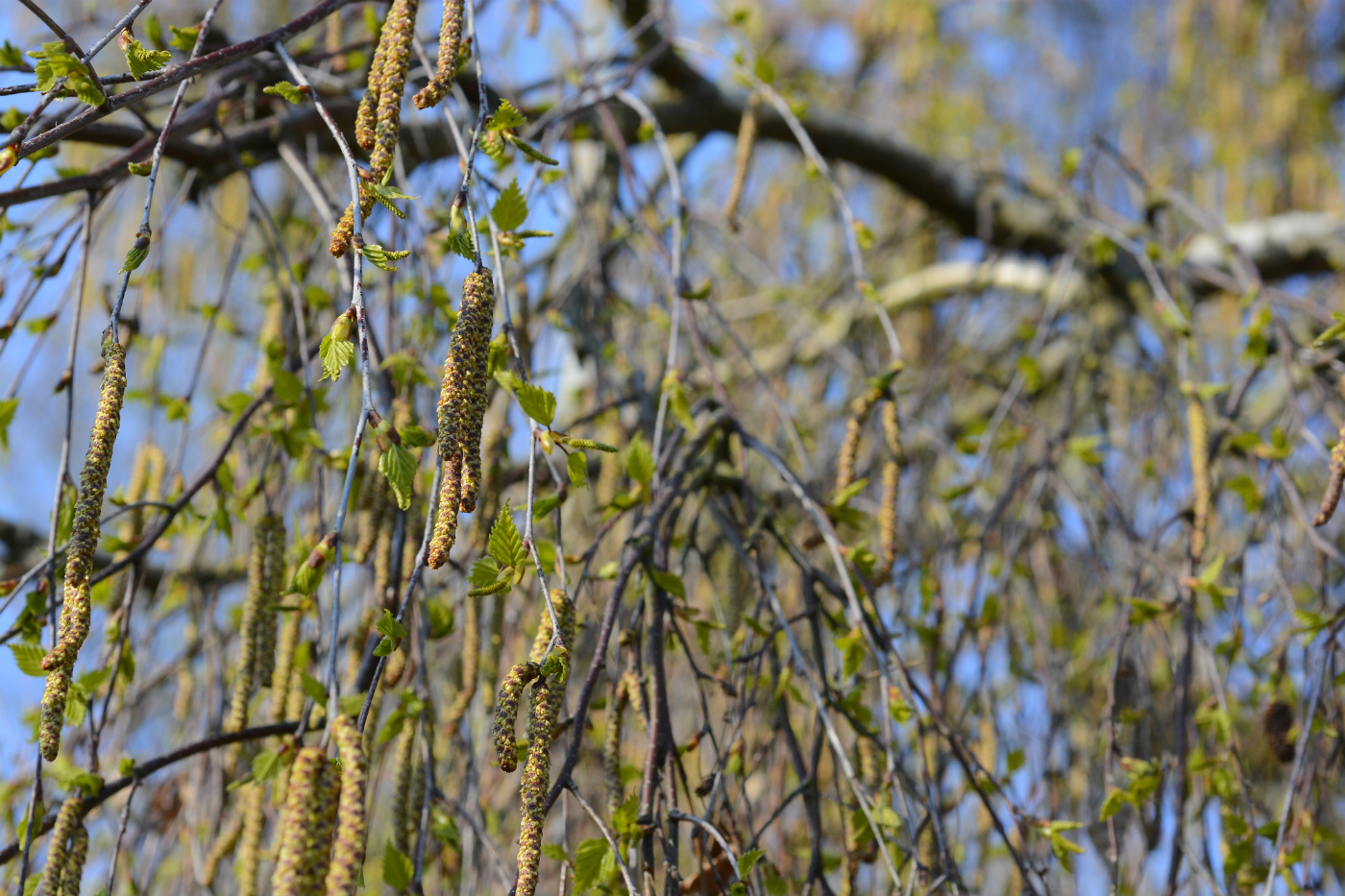 Изображение особи Betula pendula.