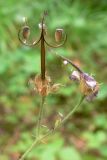 Geranium sylvaticum