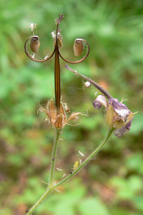 Изображение особи Geranium sylvaticum.