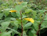 Impatiens noli-tangere